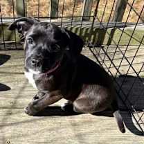 Thumbnail photo of Cookie #2