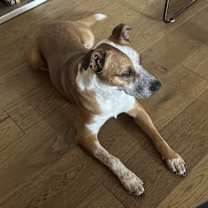 Thumbnail photo of Archie #3