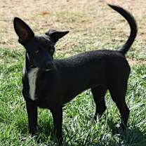 Thumbnail photo of Junebug #3