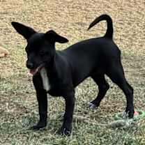 Thumbnail photo of Junebug #4