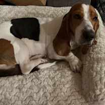 Thumbnail photo of Wilbur #1