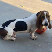 Thumbnail photo of Wilbur #2