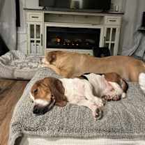 Thumbnail photo of Wilbur #3