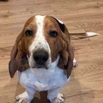 Thumbnail photo of Wilbur #4