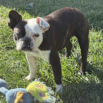 Thumbnail photo of Lulu #2