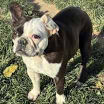 Thumbnail photo of Lulu #3