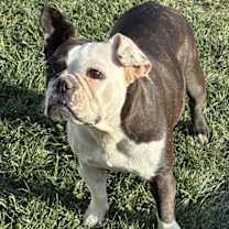 Thumbnail photo of Lulu #4