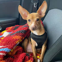 Thumbnail photo of Tostada “Toasty” McNugget #1