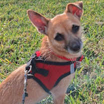 Thumbnail photo of Little Girl #2