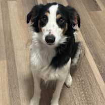 Thumbnail photo of Ace #3