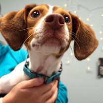 Thumbnail photo of Pickles #1