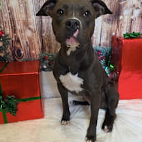 Thumbnail photo of Rockette #1