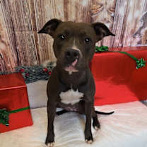 Thumbnail photo of Rockette #2