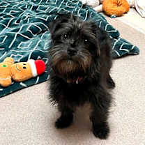 Thumbnail photo of Chico #3