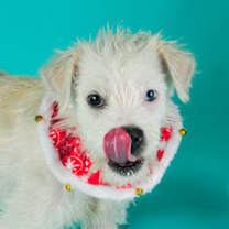 Thumbnail photo of Louie #1