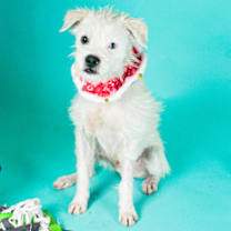 Thumbnail photo of Louie #2