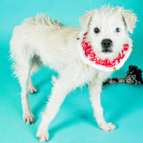 Thumbnail photo of Louie #3