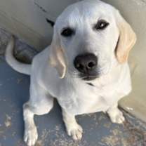 Thumbnail photo of Stray/ Hwy 44/Avail 12/17 #1