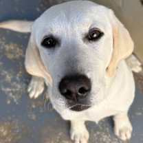 Thumbnail photo of Stray/ Hwy 44/Avail 12/17 #2