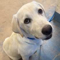 Thumbnail photo of Stray/ Hwy 44/ Avail 12/17 #2