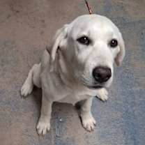 Thumbnail photo of Stray/ Hwy 44/ Avail 12/17 #3