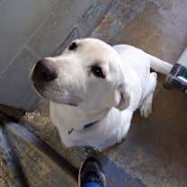 Thumbnail photo of Stray/ Hwy 44/Avail 12/17 #3