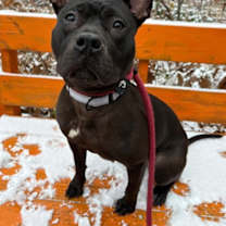 Thumbnail photo of Lylady #2