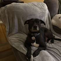 Thumbnail photo of Pup Pup #4