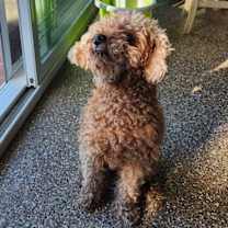 Thumbnail photo of Coco #1