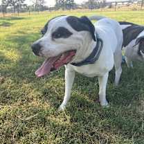 Thumbnail photo of Georgie #1