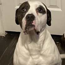 Thumbnail photo of Georgie #2