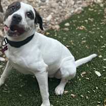 Thumbnail photo of Georgie #3