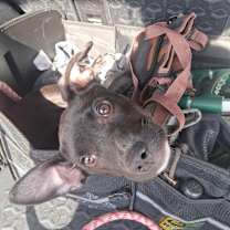 Thumbnail photo of ZOE #2