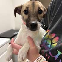 Thumbnail photo of 947 (2025) Sara #1