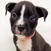 Thumbnail photo of 857 (2025) #1