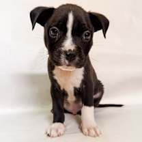 Thumbnail photo of 857 (2025) #4