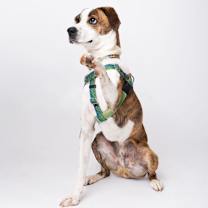 Thumbnail photo of Bo #2