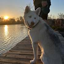 Thumbnail photo of Novie #1