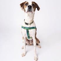 Thumbnail photo of Bo #4