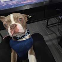 Thumbnail photo of Fenway #1