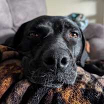 Thumbnail photo of Pepper #2