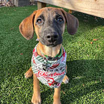 Thumbnail photo of Pugsley #1