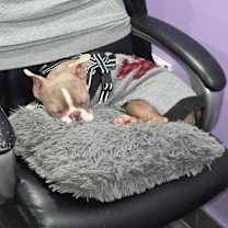 Thumbnail photo of Fenway #3