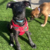 Thumbnail photo of Bizkit #1