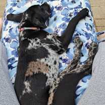 Thumbnail photo of Pepper #4