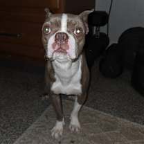 Thumbnail photo of Fenway #4