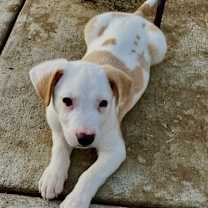 Thumbnail photo of Tater #1