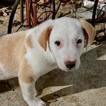 Thumbnail photo of Tater #2