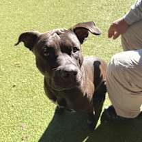 Thumbnail photo of Tyson #4