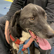 Thumbnail photo of Stanley #2